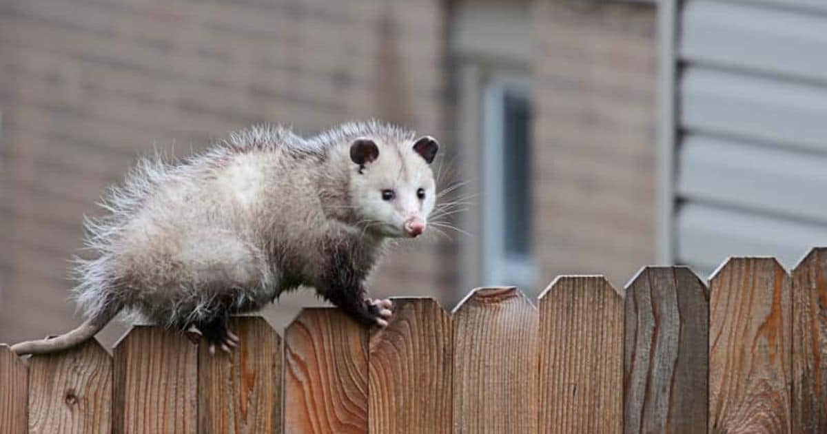 How Far Will A Possum Travel To Return Home?