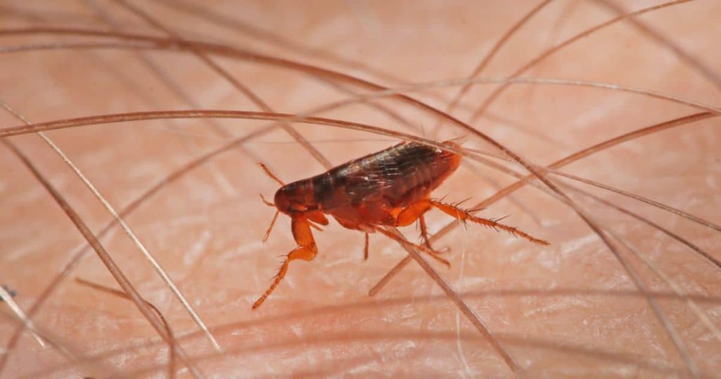 How Long Do Flea Problems Last?