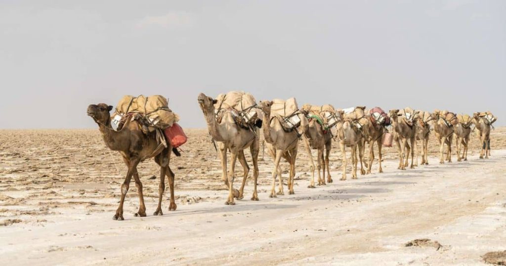 Impressive Traveling Abilities of Camels