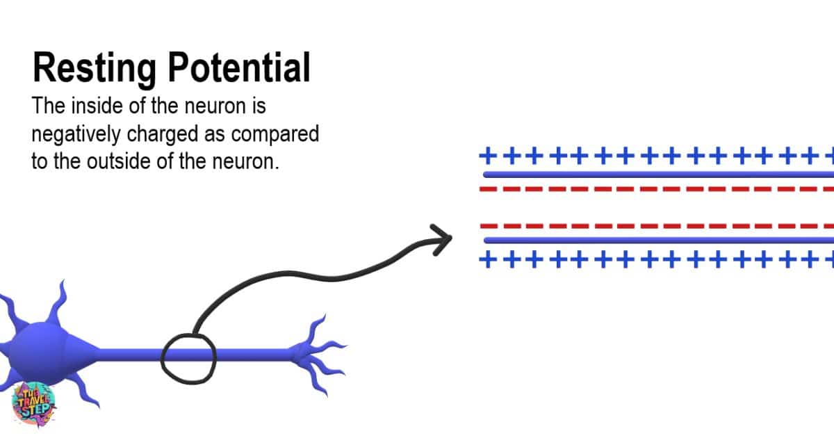 Resting Potential