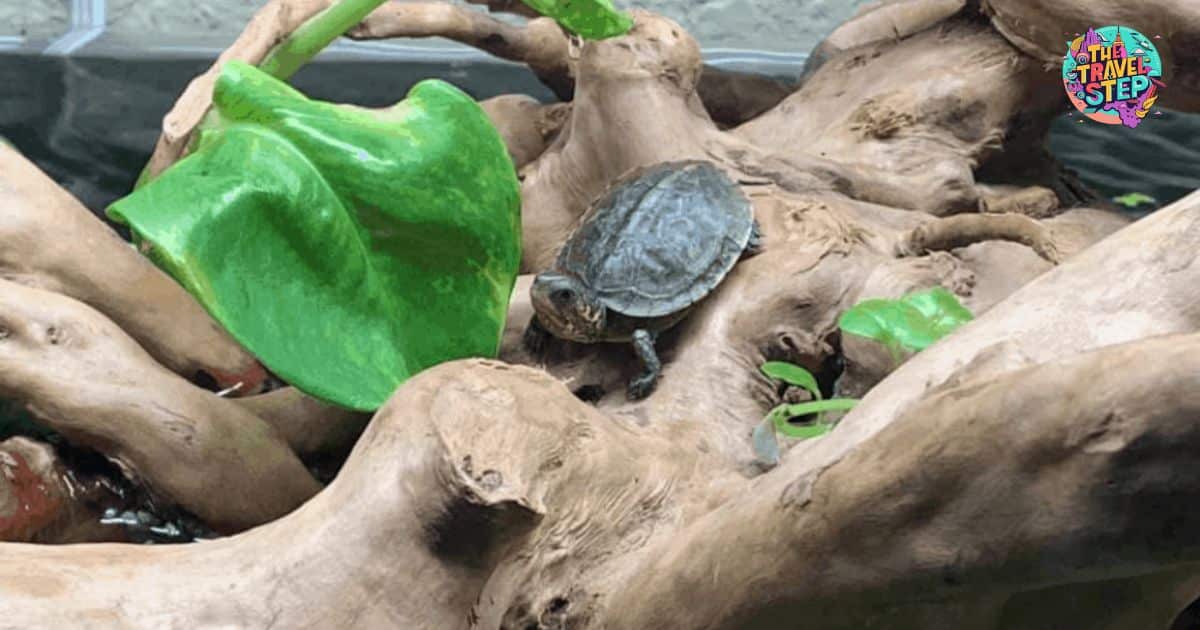 Box Turtle Roaming Habits