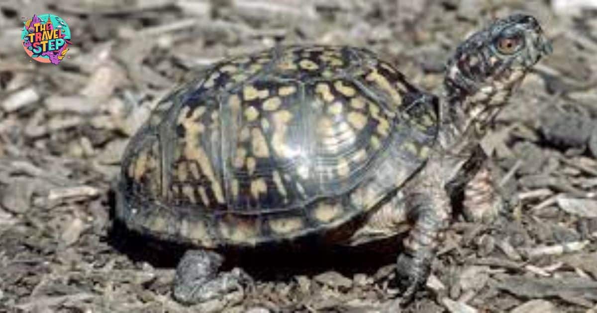 Box Turtle's Ability to Find Its Way Home