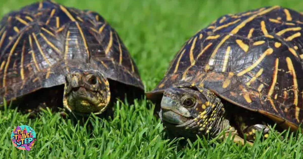 Box Turtle's Longevity and Roaming Habits