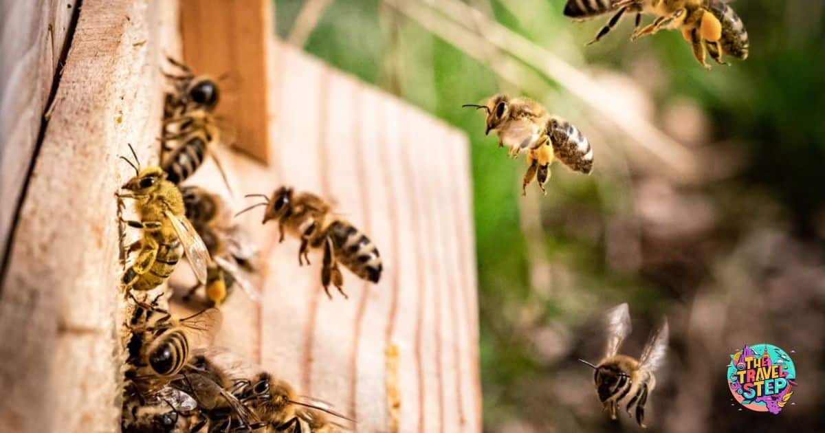 Honey Bee Foraging Range