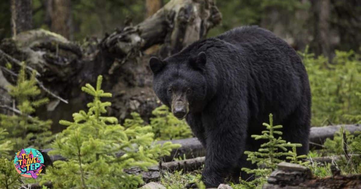 How Far Can a Black Bear Travel in a Day?