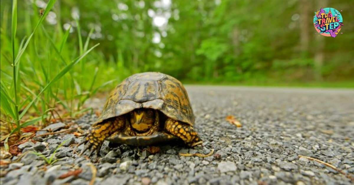 How Far Does a Box Turtle Travel in Its Lifetime?