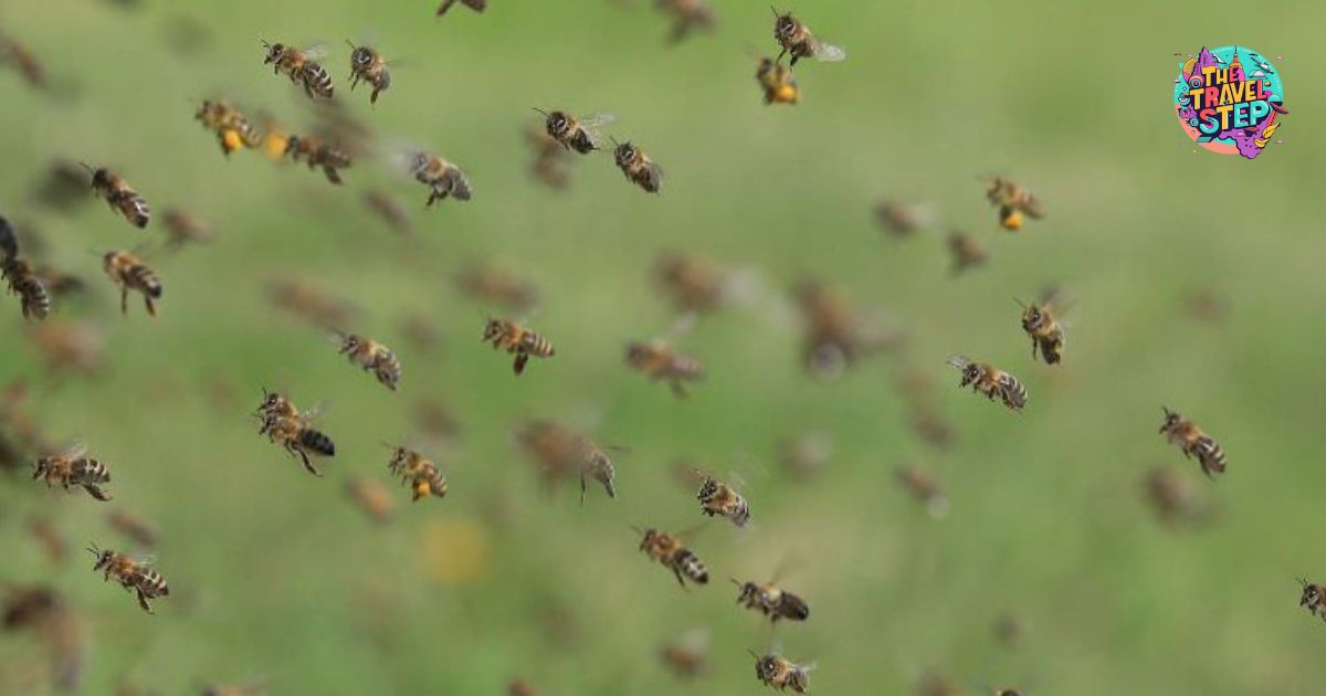 How Far Does a Honey Bee Travel From the Hive?