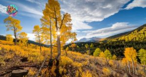 Where To See Aspens In Flagstaff?