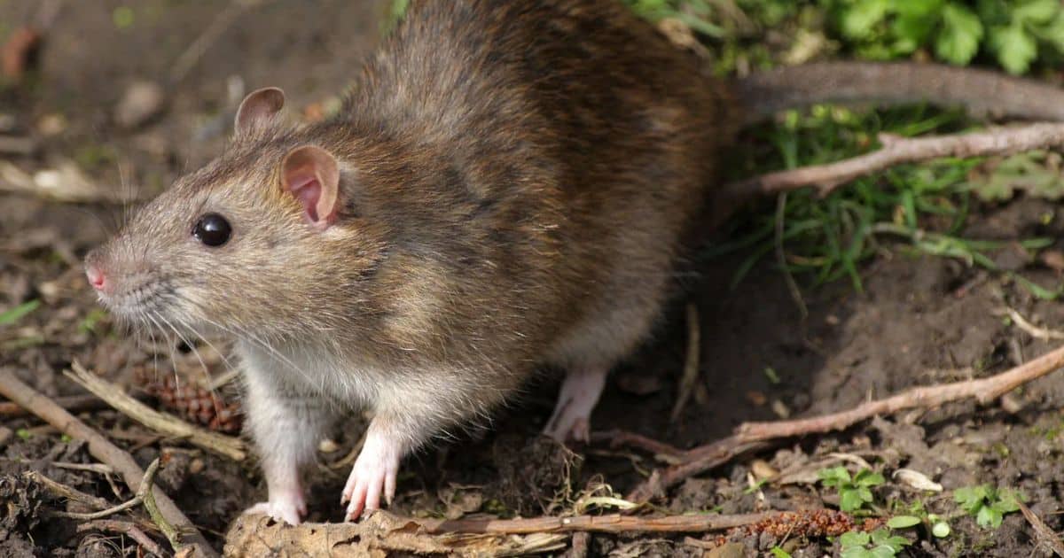10 Amazing Facts About Rats And Their Nesting Habits