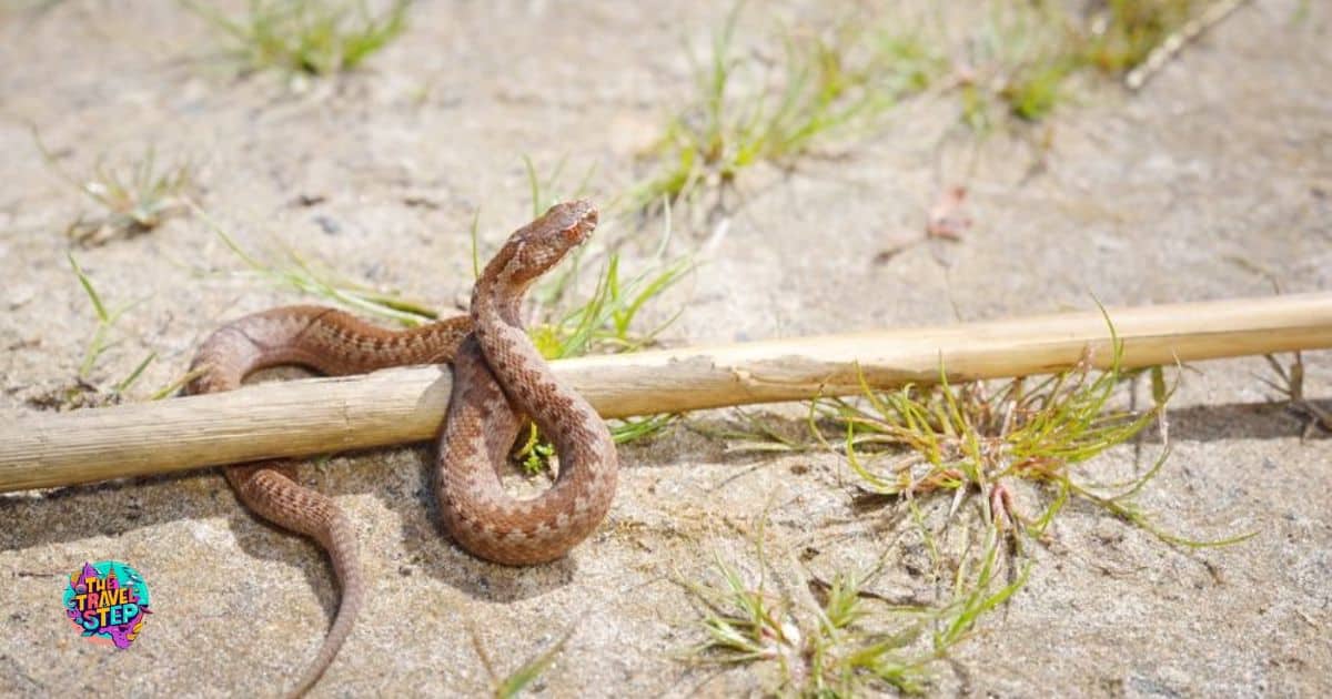 Beyond The Den: Exploring Rattlesnake Migration