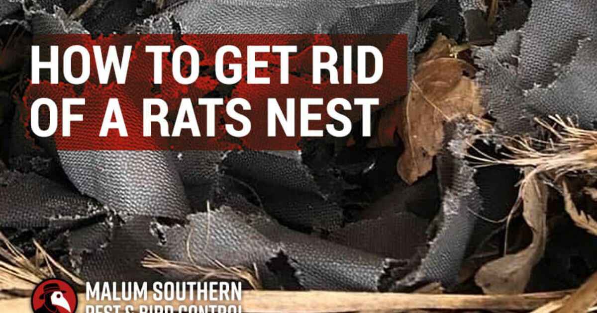How Do I Get Rid Of A Rat Nest?