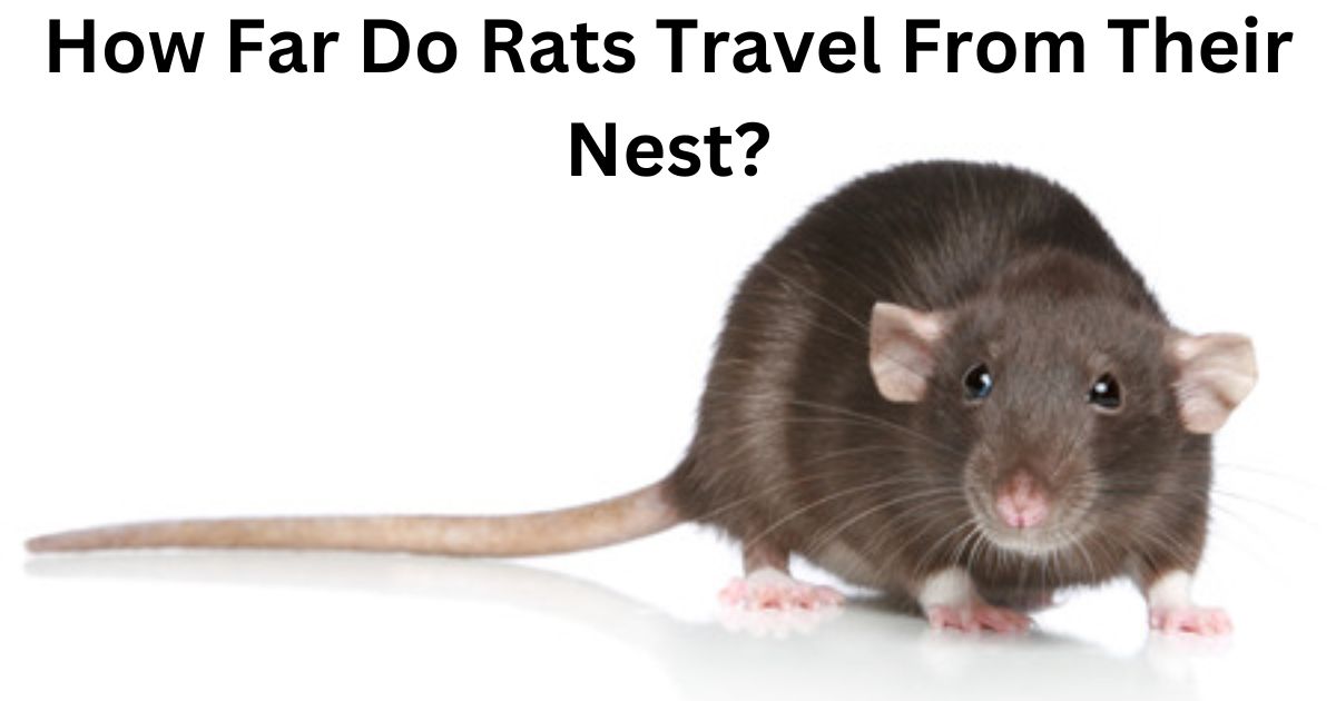 How Far Do Rats Travel From Their Nest?