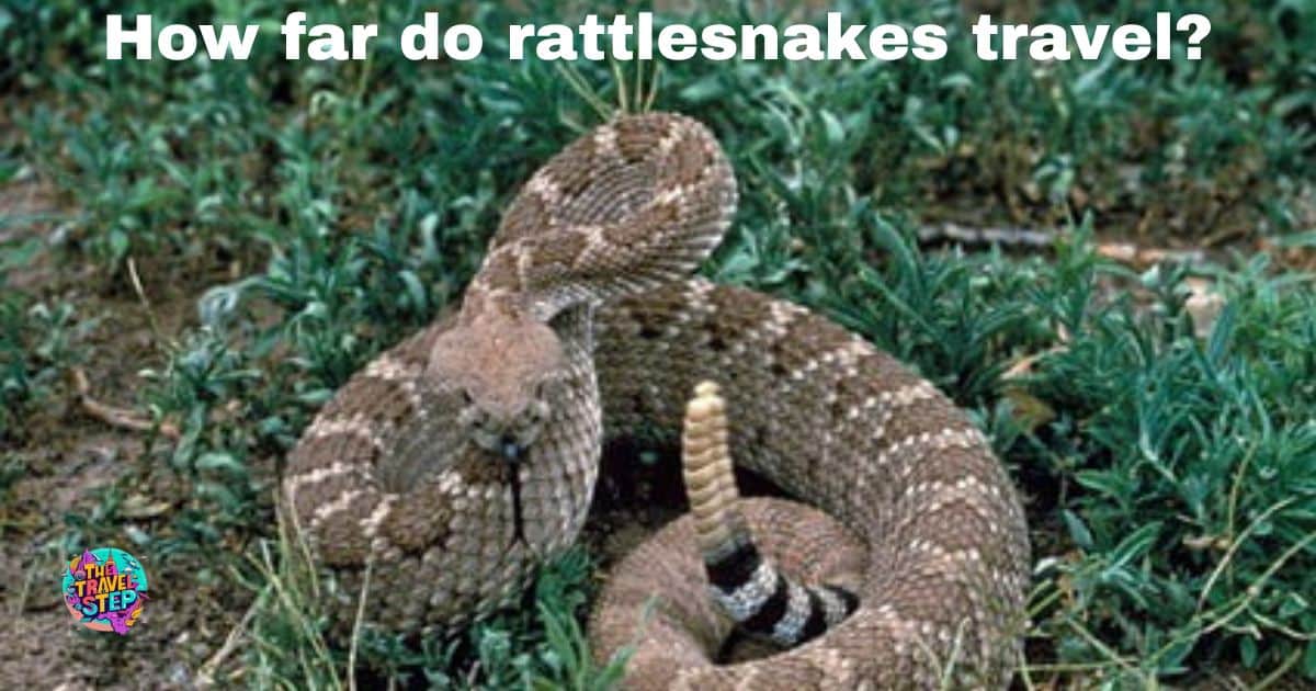 How Far Do Rattlesnakes Travel?
